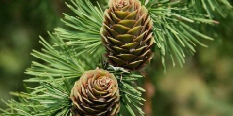 Zašto ariš baca lišće za zimu